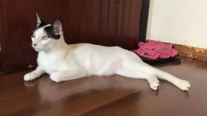 Gato raça SRD idade 1 ano nome Dr House