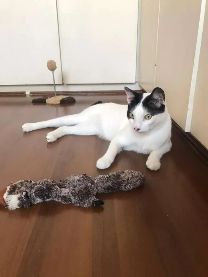 Gato raça SRD idade 1 ano nome Dr House