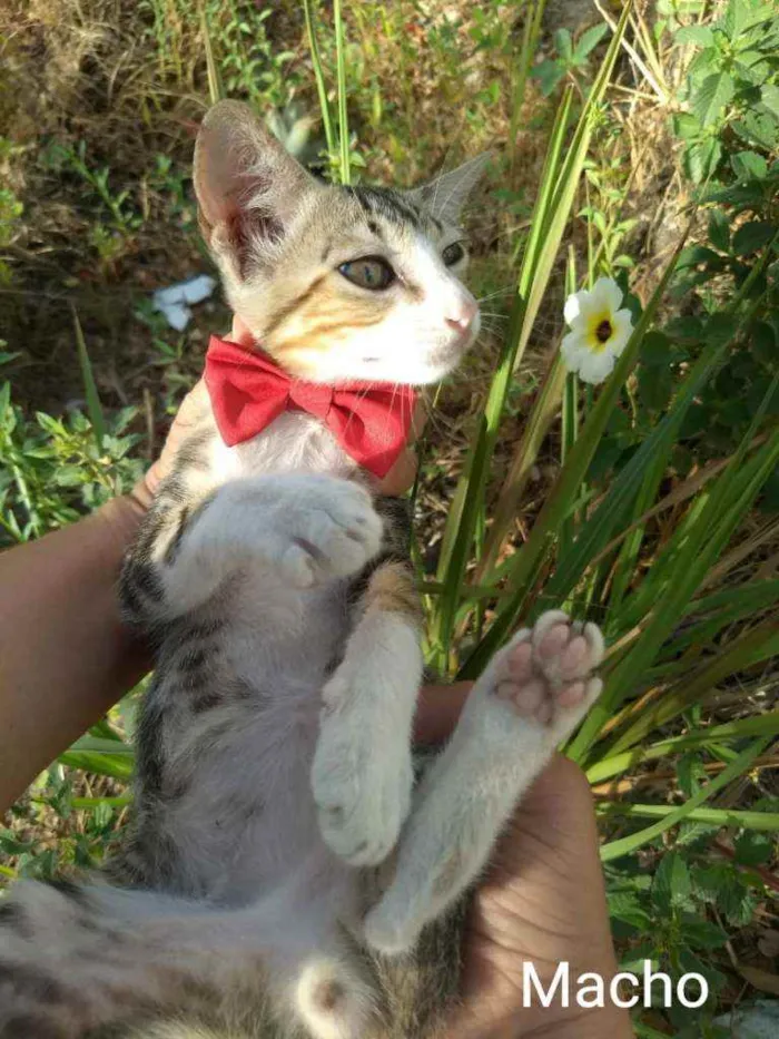 Gato ra a SEM RAÇA DEFINIDA.  idade 2 a 6 meses nome SEM NOME. 
