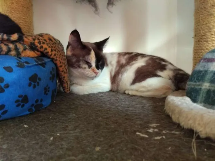 Gato raça SRD idade 3 anos nome Lilian