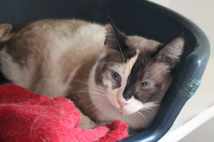 Gato raça SRD idade 3 anos nome Lilian