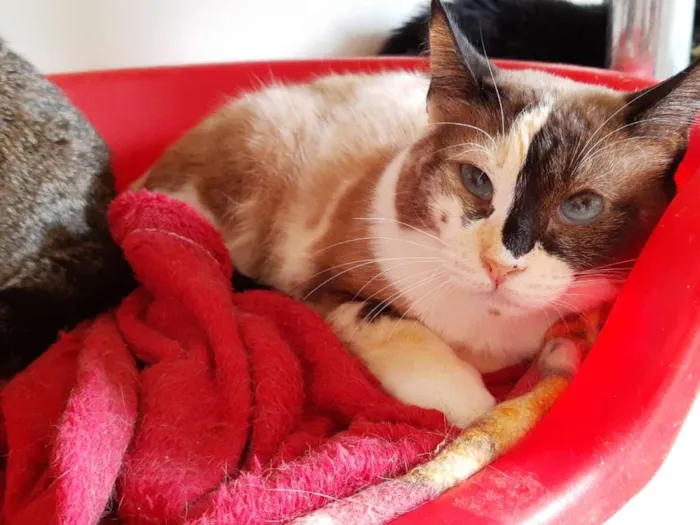 Gato raça SRD idade 3 anos nome Lilian