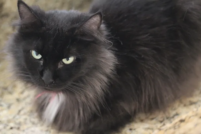 Gato raça SRD idade 4 anos nome Lis