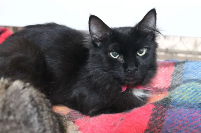 Gato raça SRD idade 4 anos nome Lis