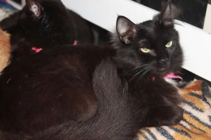 Gato raça SRD idade 4 anos nome Lis