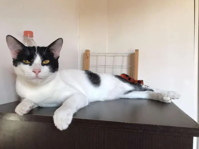 Gato raça SRD idade 1 ano nome Paul McCartney