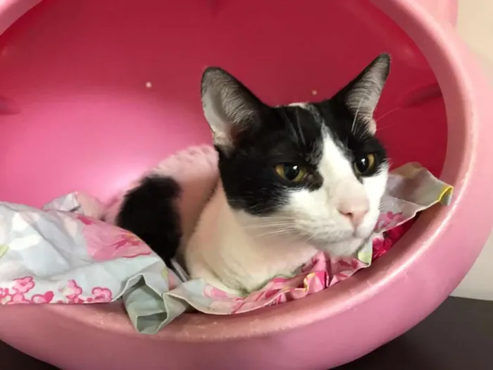 Gato raça SRD idade 1 ano nome Paul McCartney