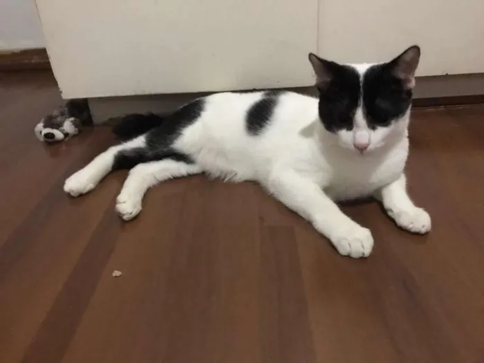 Gato raça SRD idade 1 ano nome Paul McCartney