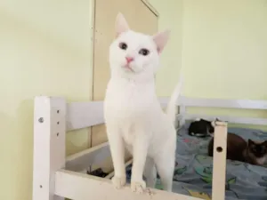 Gato raça SRD idade 2 anos nome Seth