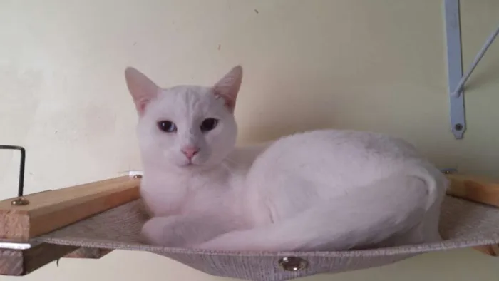 Gato raça SRD idade 2 anos nome Seth