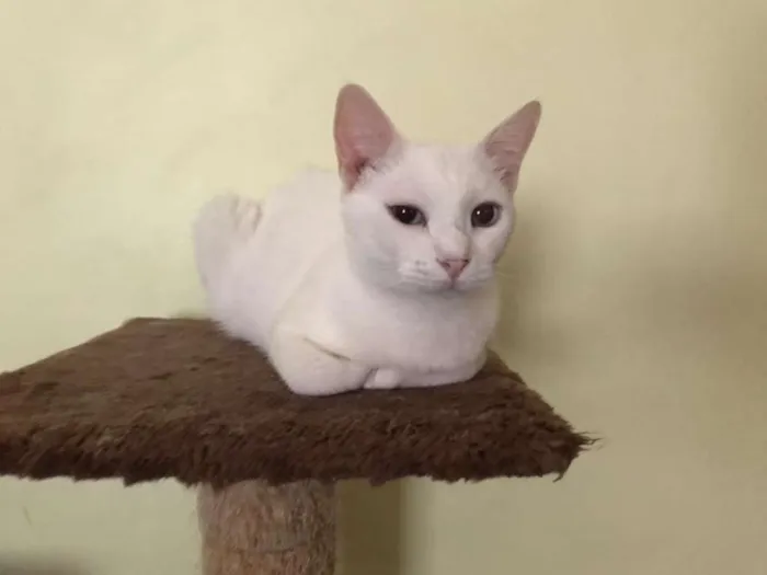 Gato raça SRD idade 2 anos nome Seth