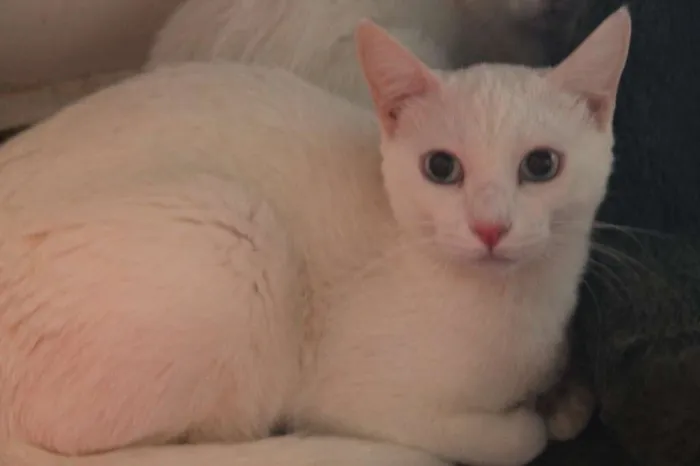 Gato raça SRD idade 2 anos nome Seth