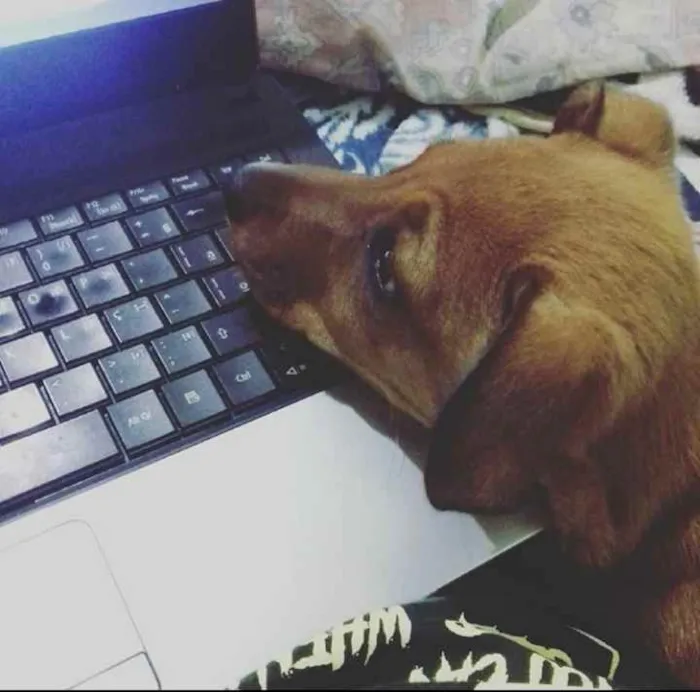 Cachorro ra a Vira-lata com Rotweiller idade 7 a 11 meses nome Harisha