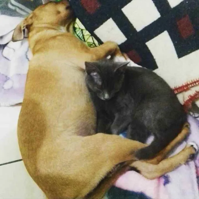 Cachorro ra a Vira-lata com Rotweiller idade 7 a 11 meses nome Harisha