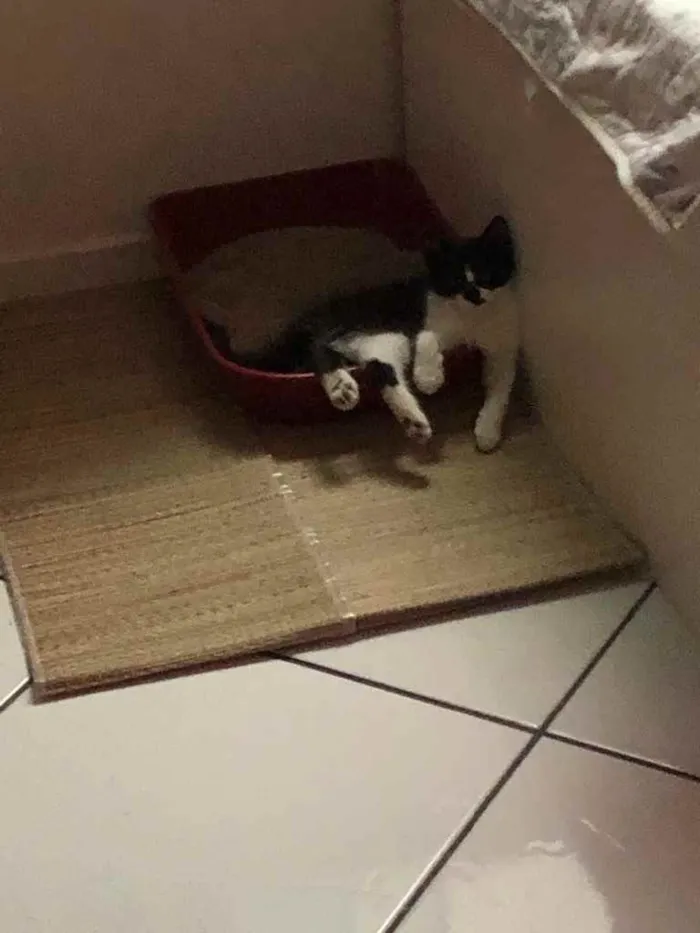 Gato raça  idade 2 a 6 meses nome Bart