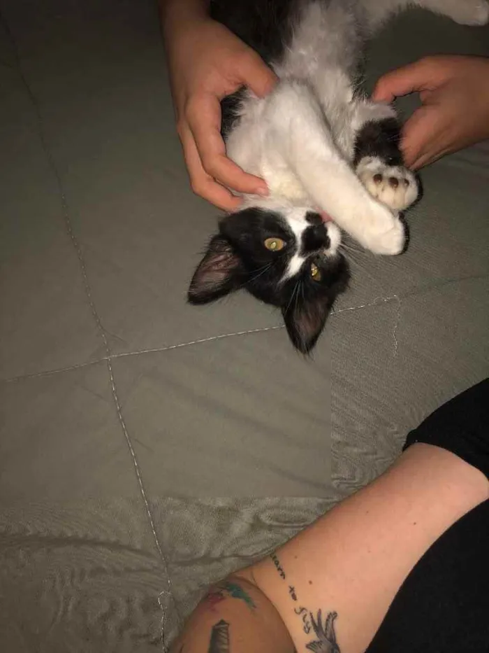 Gato raça  idade 2 a 6 meses nome Bart