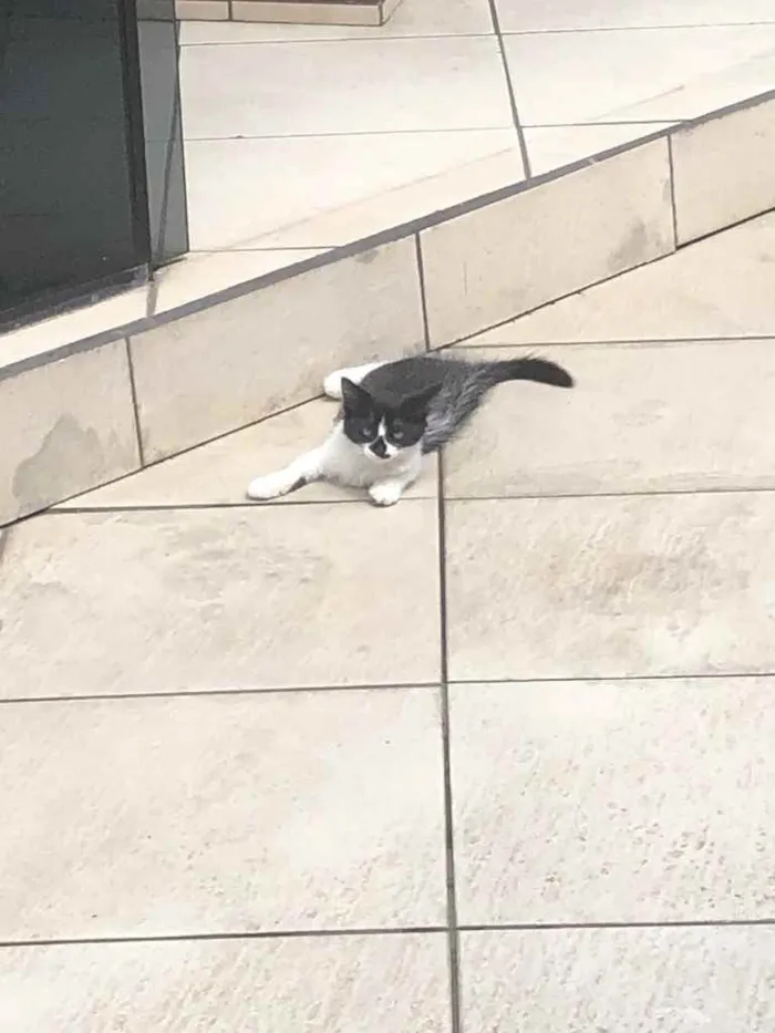 Gato raça  idade 2 a 6 meses nome Bart
