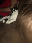 Bart