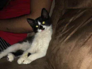 Gato raça  idade 2 a 6 meses nome Bart