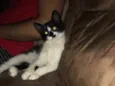 Bart