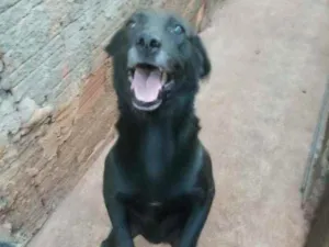 Cachorro raça labrador idade 2 anos nome Sansao