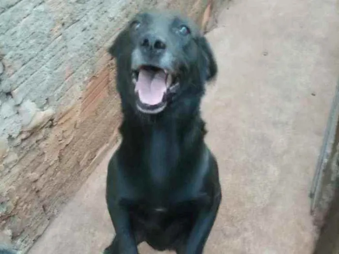 Cachorro ra a labrador idade 2 anos nome Sansao