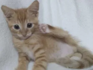 Gato raça SRD idade 2 a 6 meses nome Peter Pan 