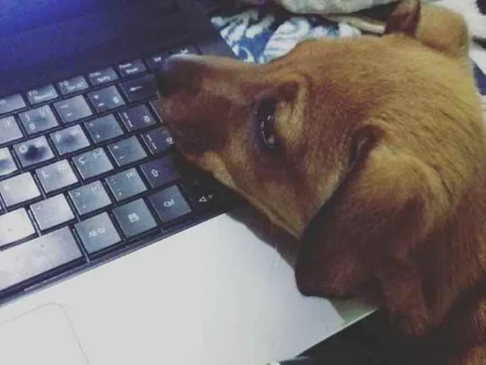 Cachorro ra a Vira-lata com Rotweiller idade 7 a 11 meses nome Harisha