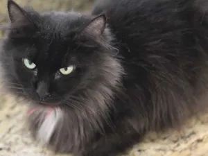 Gato raça SRD idade 4 anos nome Lis