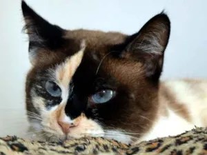 Gato raça SRD idade 3 anos nome Lilian