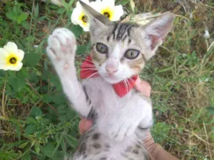 Gato raça SEM RAÇA DEFINIDA.  idade 2 a 6 meses nome SEM NOME. 
