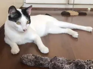 Gato raça SRD idade 1 ano nome Dr House
