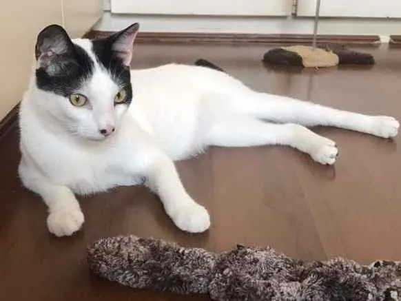 Gato raça SRD idade 1 ano nome Dr House