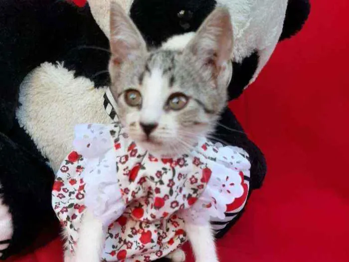 Gato ra a SEM RAÇA DEFINIDA.  idade Abaixo de 2 meses nome SEM NOME.
