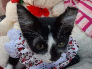 Gato raça SEM RAÇA DEFINIDA.  idade Abaixo de 2 meses nome SEM NOME.
