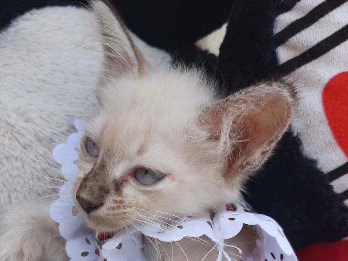 Gato ra a SEM RAÇA DEFINIDA.  idade Abaixo de 2 meses nome SEM NOME.
