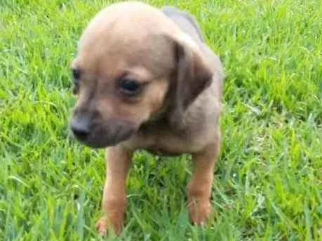 Cachorro ra a  idade 2 a 6 meses nome Não sei 