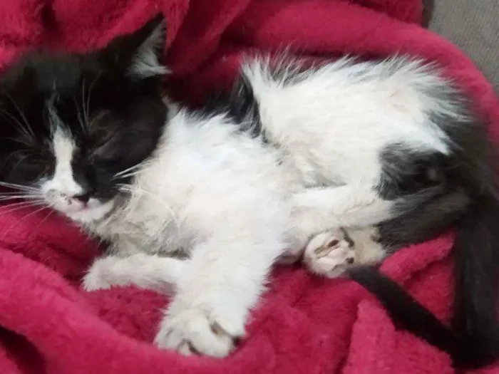 Gato ra a SRD idade Abaixo de 2 meses nome Hope