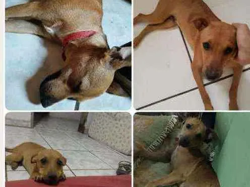 Cachorro ra a Vira lata idade 7 a 11 meses nome Simba