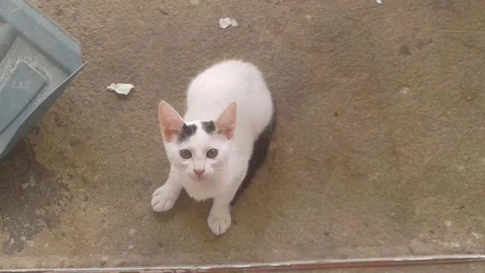 Gato ra a siamês mistos idade 2 a 6 meses nome não tem nome