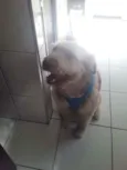 Dengpso