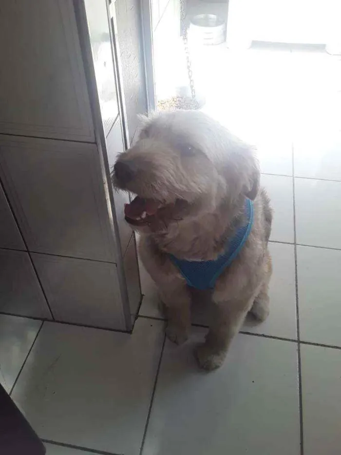 Cachorro ra a Sem definição idade 1 ano nome Dengpso
