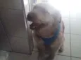 Dengpso
