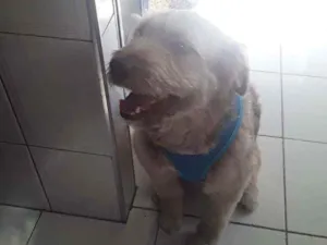 Cachorro raça Sem definição idade 1 ano nome Dengpso