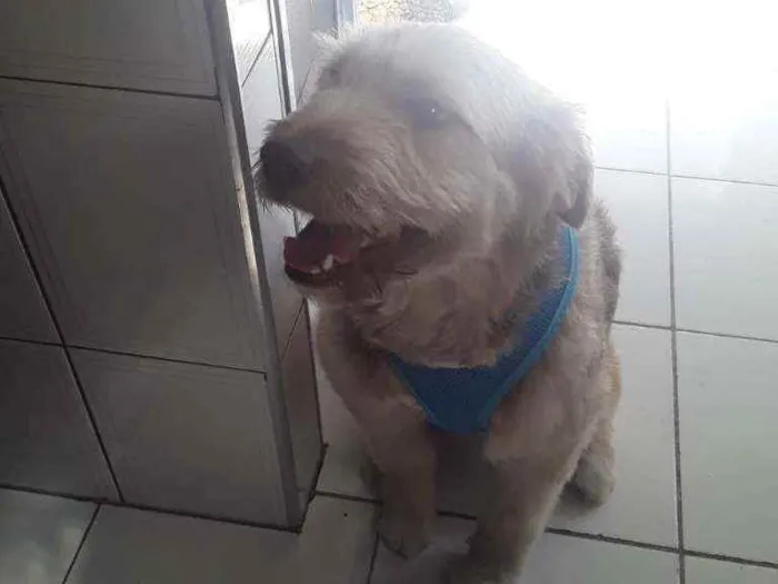 Cachorro ra a Sem definição idade 1 ano nome Dengpso