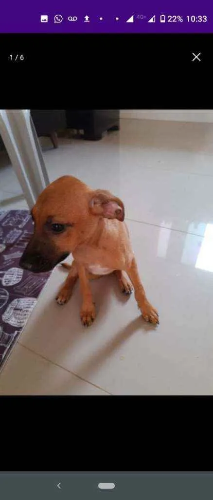 Cachorro raça Cofap x Vira lata  idade 2 a 6 meses nome Mel