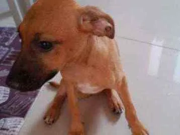 Cachorro raça Cofap x Vira lata  idade 2 a 6 meses nome Mel