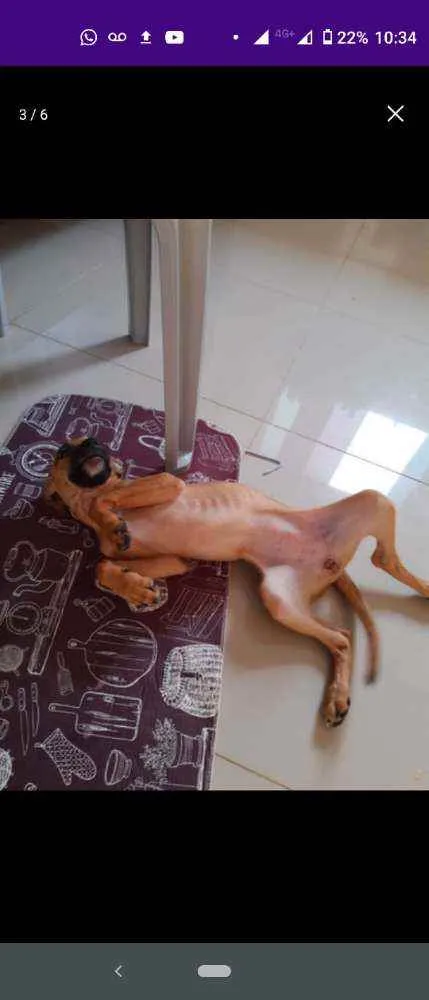 Cachorro raça Cofap x Vira lata  idade 2 a 6 meses nome Mel