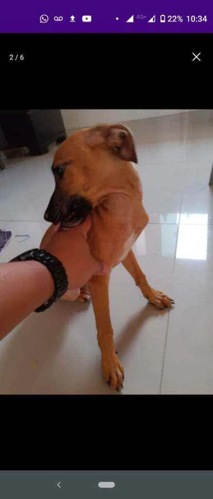 Cachorro raça Cofap x Vira lata  idade 2 a 6 meses nome Mel