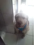 Dengoso